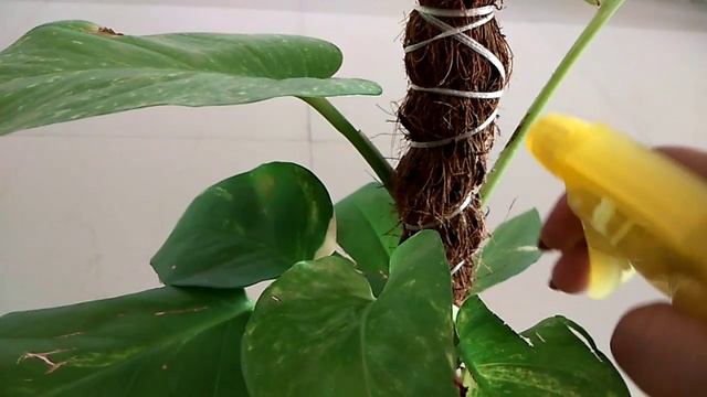 How To Grow And Care Money Plant / Indoor Growing Plant!! By Priya Sarkar