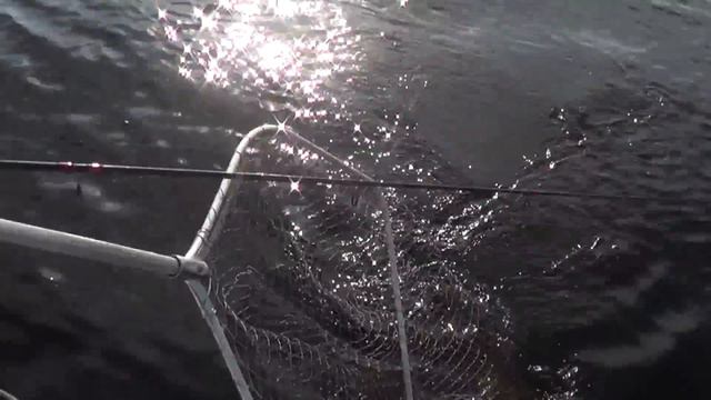 Рыбалка . Щука на Днепре. Украинка. Воблера Rapala ZipBaits. Pike Fishing смотреть онлайн
