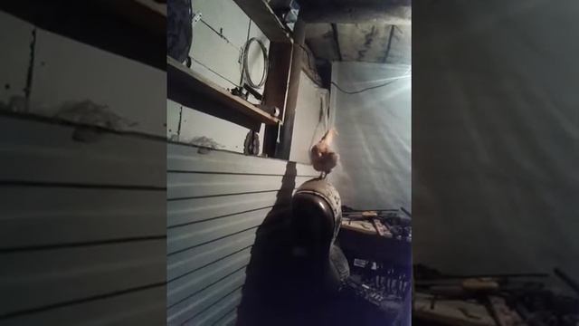 Соседская курица крышует гараж))) налоги налоги)) смотреть онлайн