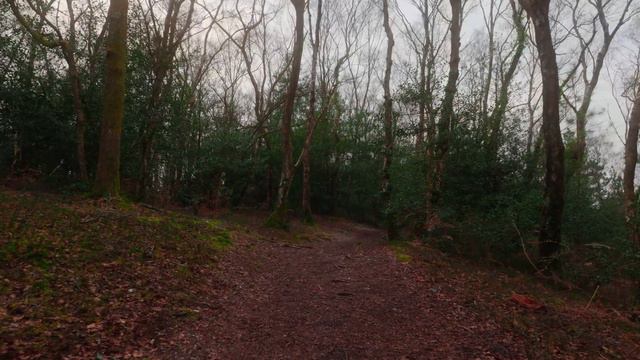 [NO ADS] Dog TV for Dogs 🐕 Virtual Dog Walk - Walking in the Forest 🌲 Calming Nature Sounds смотреть онлайн