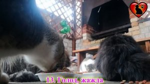 19 Причин, Почему Кошка Кусается?! Как Отучить Кошку Кусаться!