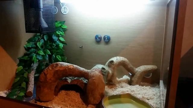 HOW TO SET UP A BOA CONSTRICTOR / ROYAL PYTHON VIVARIUM! смотреть онлайн