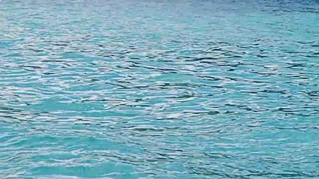 Дельфины на море в Кабардинке смотреть онлайн