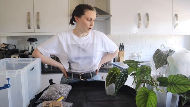 How to Acclimate Imported Plants 🪴 Anthurium & Philodendron Acclimation смотреть онлайн