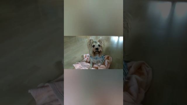 Пришли с прогулки после дождя. смотреть онлайн