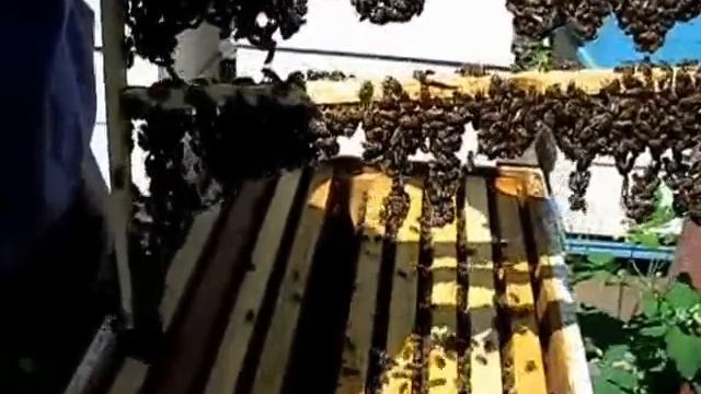 Матки-помощницы, борьба с роением, вывожу маток, притеняю ульи, аскосфероз и ... смотреть онлайн