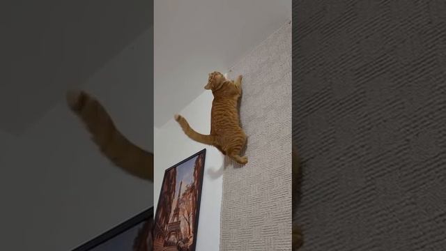 Паркур профи