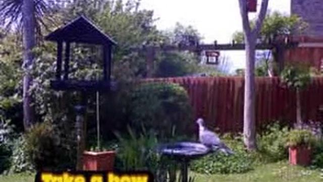 Ski Jump Pigeon смотреть онлайн