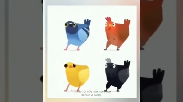 ХАБАРОВСКИЕ ГОЛУБИ!!!