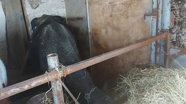 УДОИ И ПОРОДЫ НАШИХ КОРОВ смотреть онлайн