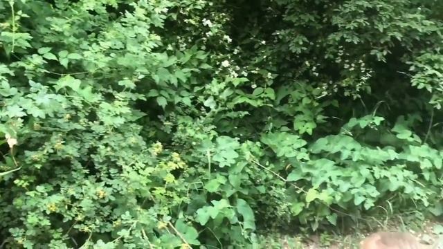 Айзи гуляет в Ботаническом саду Алматы|Aizi at the BOtanical garden Almaty|прогулка|детские песни смотреть онлайн