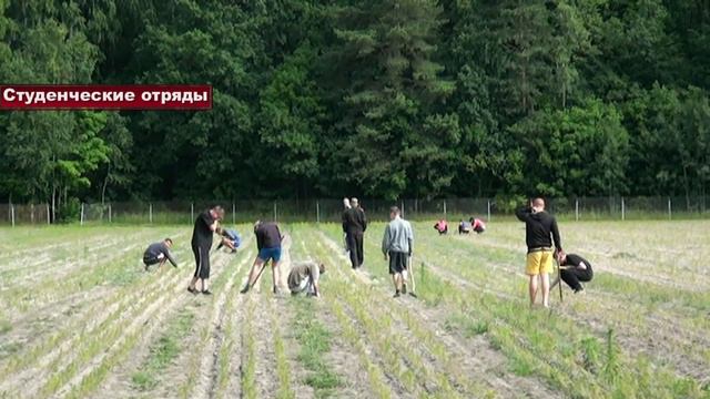 Студенческие отряды смотреть онлайн