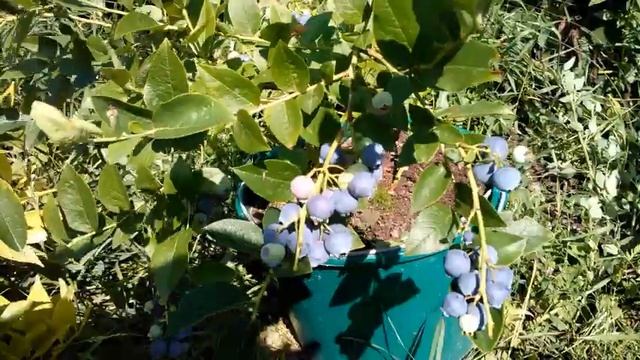 Выращивание голубики в контейнере смотреть онлайн