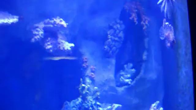 Antalya Aquarium (Turkey) - Аквариум в Анталии (Турция) 2013 смотреть онлайн