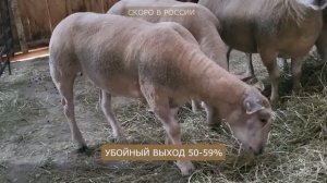Овцы Шароле скоро в России! Лучшая порода овец для разведения! Французская мясо-шёрстная порода!