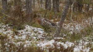 Капалуха,глухарь ,тайга,красота !