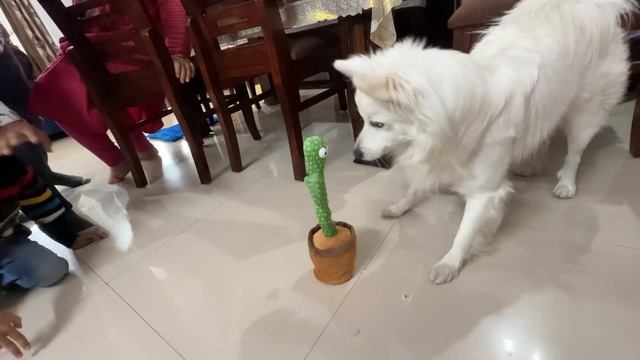 Oreo Dar Gaya ? Talking Cactus Se смотреть онлайн