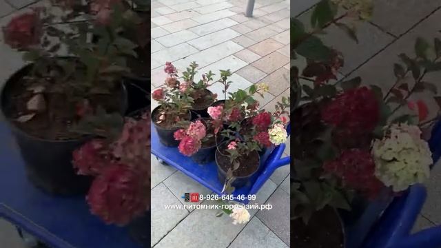 Питомник-Гортензий.рф на Вднх ул.1я Останкинская д.55 ТЦ РМ смотреть онлайн