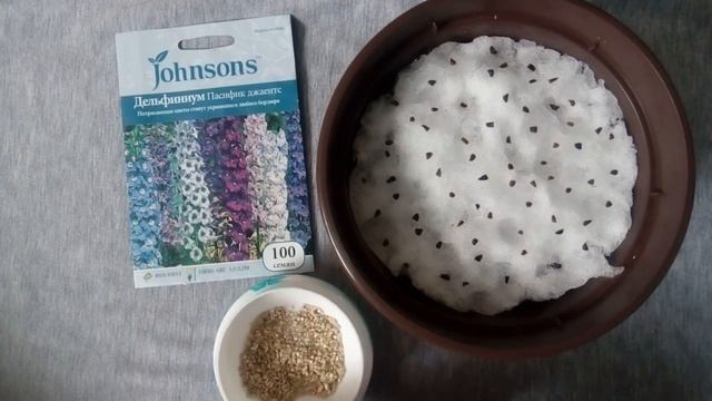 Посев дельфиниума. Эти великаны украсят любой сад! смотреть онлайн