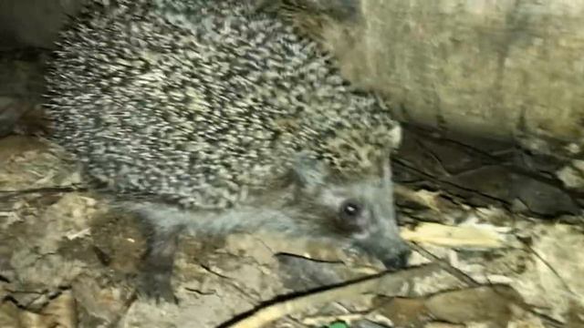 Найди ежа ! смотреть онлайн