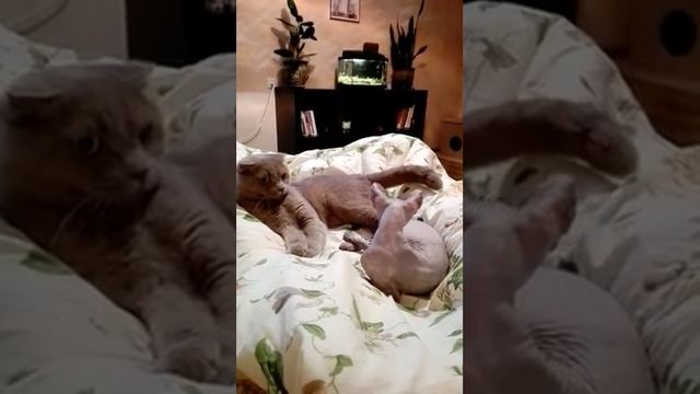 Кот Шотландец и кошка Донской сфинкс, совместный отдых. смотреть онлайн