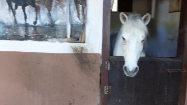 KIŞIN ORTASINDA ISITMALI AQUAPARK'TA EĞLENDİK! (Bellis Deluxe Hotel) смотреть онлайн