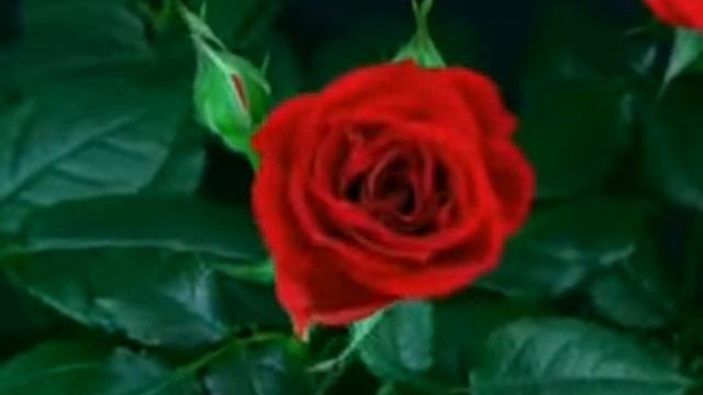 распускается роза.красивое видео. смотреть онлайн