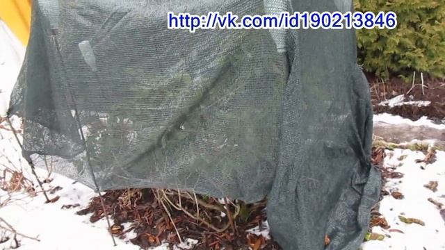 18 02 20г Пробежка по саду Притеняем рододендроны смотреть онлайн