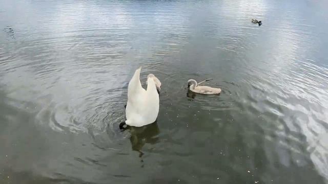 ? ОТНОШЕНИЕ местных к ОТДЫХАЮЩИМ на море.? Горячий Ключ. Краснодарский край.6.06.2023г. смотреть онлайн