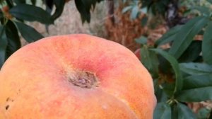 Інжирний персик Бельмондо.