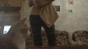 Как  поймать кошку с помощью ткани. Как сажать кошку в переноску. Приют.