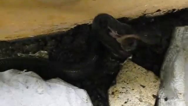 Mussurana Grabbing Live Mouse смотреть онлайн