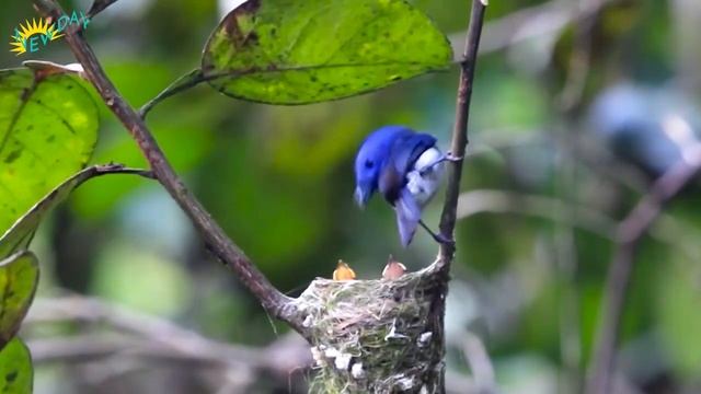 Wild birds in spring forest смотреть онлайн