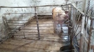 Запах Аммиака в Сарае, Свинарнике // Как Устранить//Мой Способ//