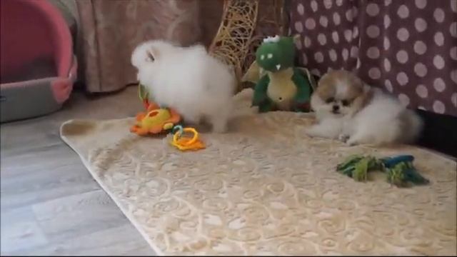 БЕЛЫЙ ШПИЦ ПОМ!!! FOR SALE!!! Щенков можно купить, почта - 10203012345@mail.ru смотреть онлайн
