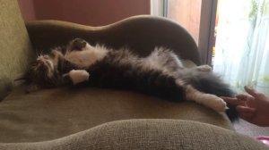 Мейн-Кун возраст 1 год