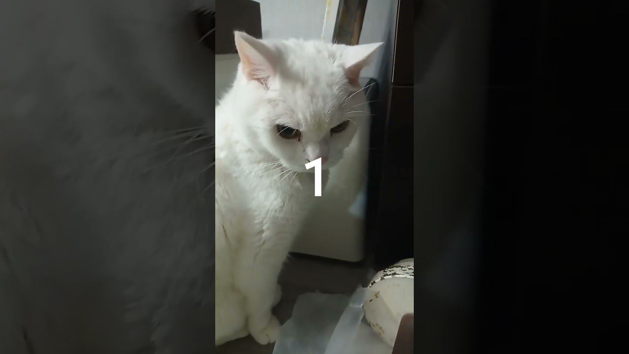 Насколько процентов мы тебе понравились? ☺️ #shorts #подписка #котики #лайк #коттитар #выбери #котик смотреть онлайн