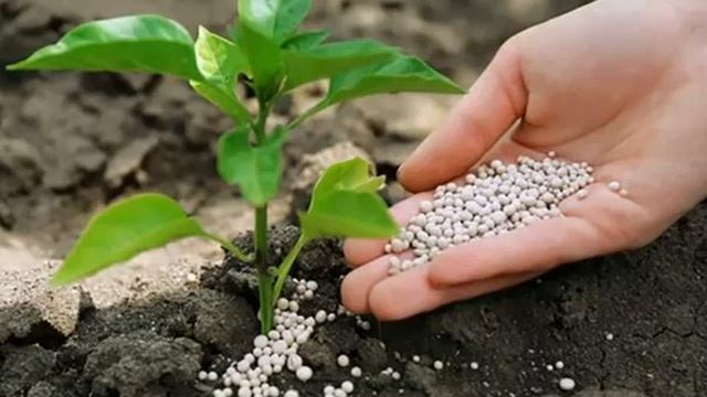 АЗОФОСКА-НИТРОАММОФОСКА ОПИСАНИЕ УДОБРЕНИЯ И ЕГО СОСТАВ