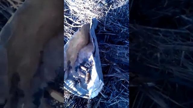 Копаный порох пролежавший 70 лет в земле! смотреть онлайн