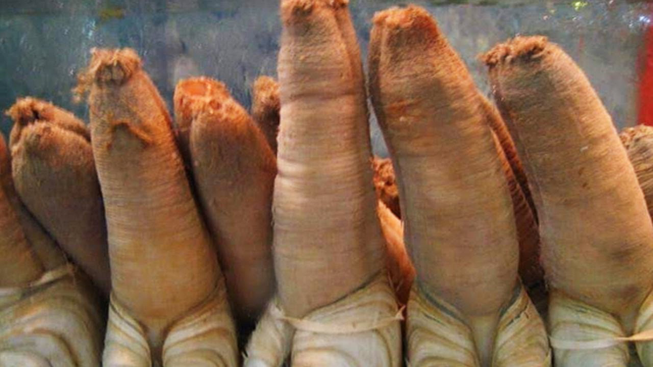 7 Самых Необычных Существ Планеты смотреть онлайн