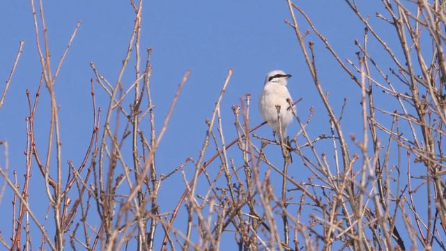 Сорокопут серый. Great Grey Shrike (Lanius excubitor). голос слышно немного 40с смотреть онлайн