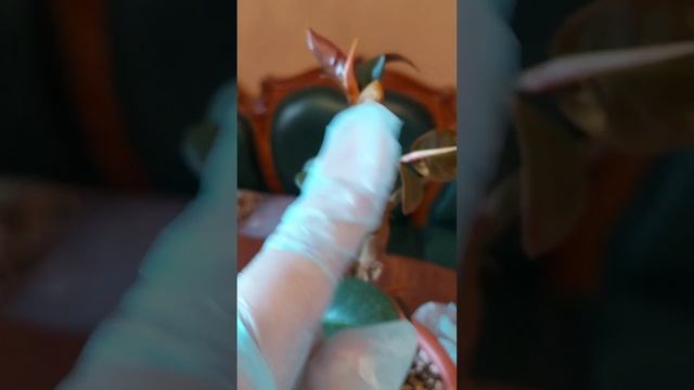 Пробуждение ВСЕХ почек за месяц смотреть онлайн
