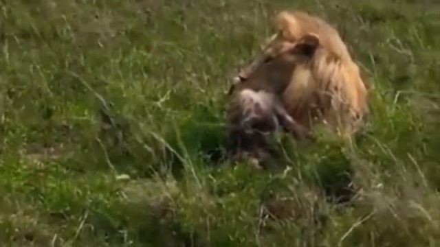 Battle of Enemies | Lions Kills And Eats Hyena…! смотреть онлайн
