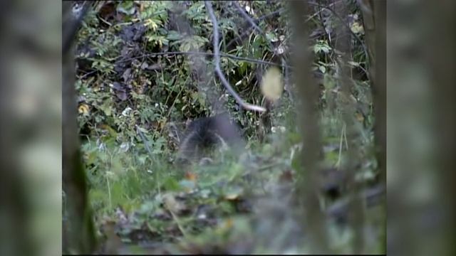 Атака медведя. Застрелить или оставить в живых? / Bear Attack/ Урал смотреть онлайн