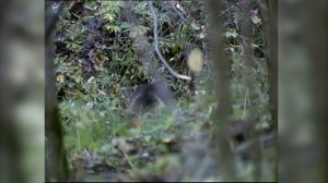 Атака медведя. Застрелить или оставить в живых? / Bear Attack/ Урал