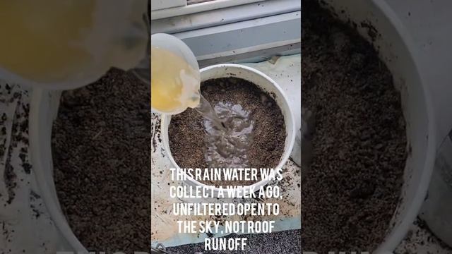 pink lady apple seed planting, video edited in Youcut смотреть онлайн