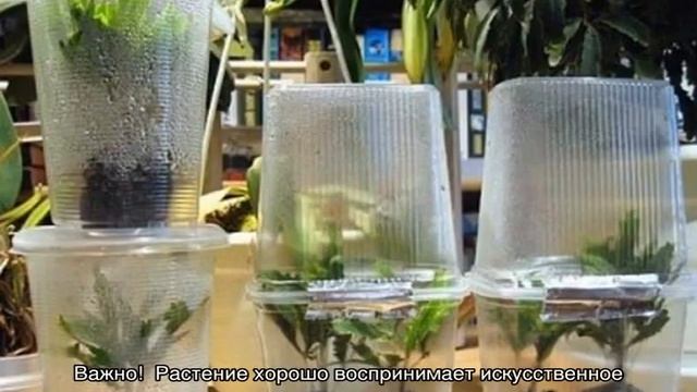 Дизиготека: уход в домашних условиях и основные сорта