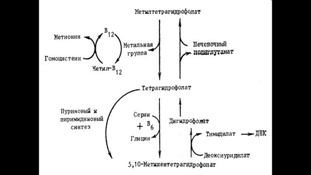 Лекция 2. Фармфак. Патофизиология эритропоэза. Анемии. смотреть онлайн