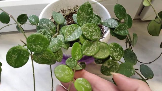 Хойя Матильда и Матильда сплеш