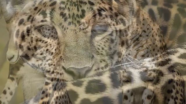 Красивые и интересные животные